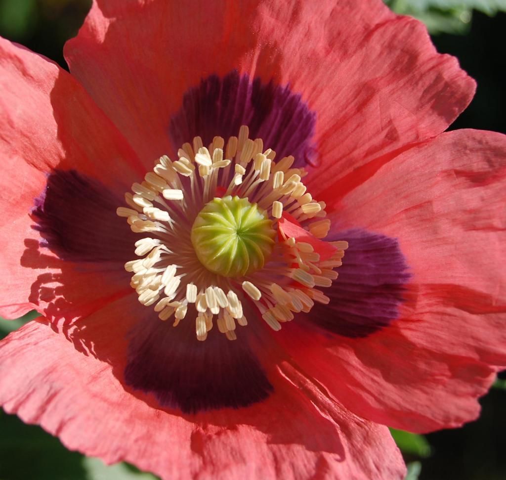 pink papaver somniferum photo papaversomniferum_zpsc8f1ec0e.jpg